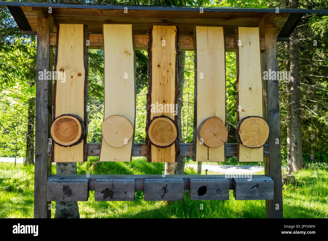 Pädagogische Anzeige im Wald mit Comparasion Querschnitt der verschiedenen Arten von Bäumen, Mittenwald, Bayern, Deutschland Stockfoto