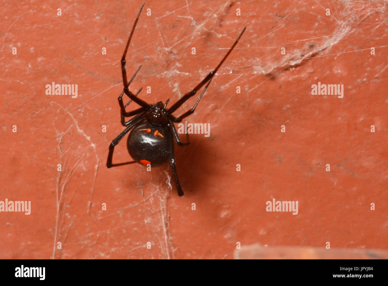 Redback Spider - Neu-Kaledonien Stockfoto