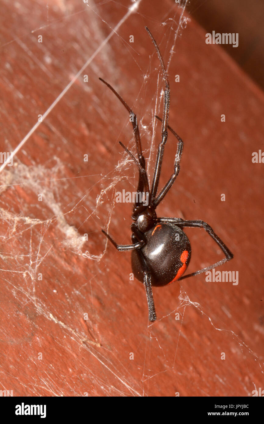 Redback Spider - Neu-Kaledonien Stockfoto