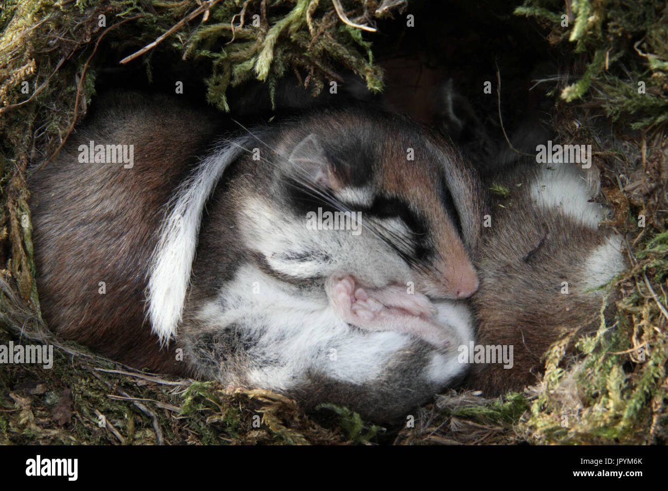 Siebenschläfer schlaf Fotos und Bildmaterial in hoher Auflösung Alamy