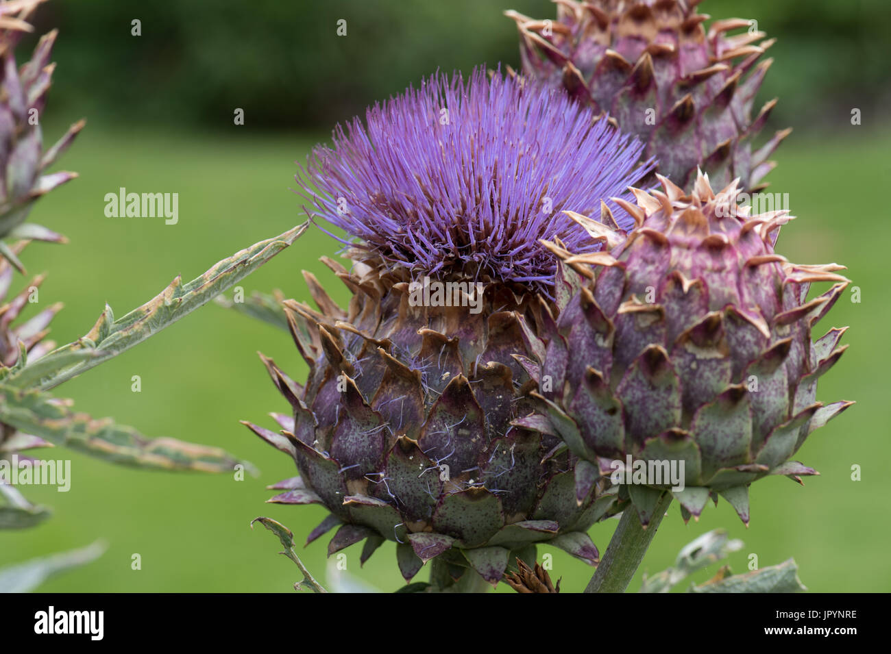 Riesen distel Fotos und Bildmaterial in hoher Auflösung Alamy