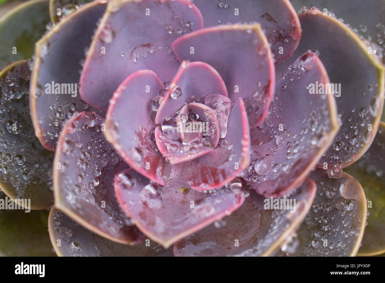 Echeveria Perle von Nürnberg, "Perle von Nürnberg', mit frühen Morgentau. Detail der Kaktus zugespitzten Blätter und in der Mitte mit Tau Tropfen. Stockfoto