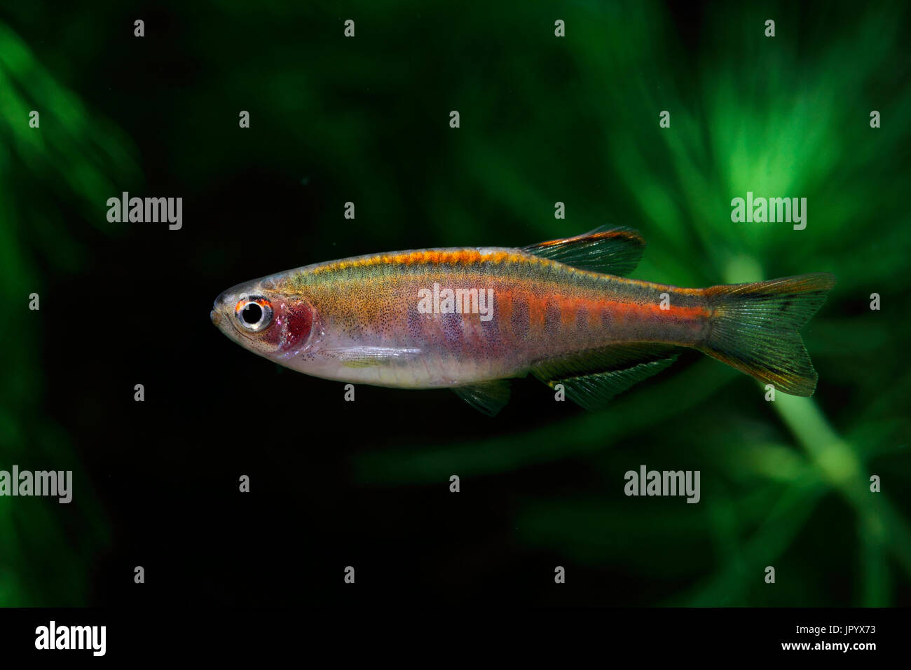 Glowlight Danio (Danio Choprae) Stockfoto
