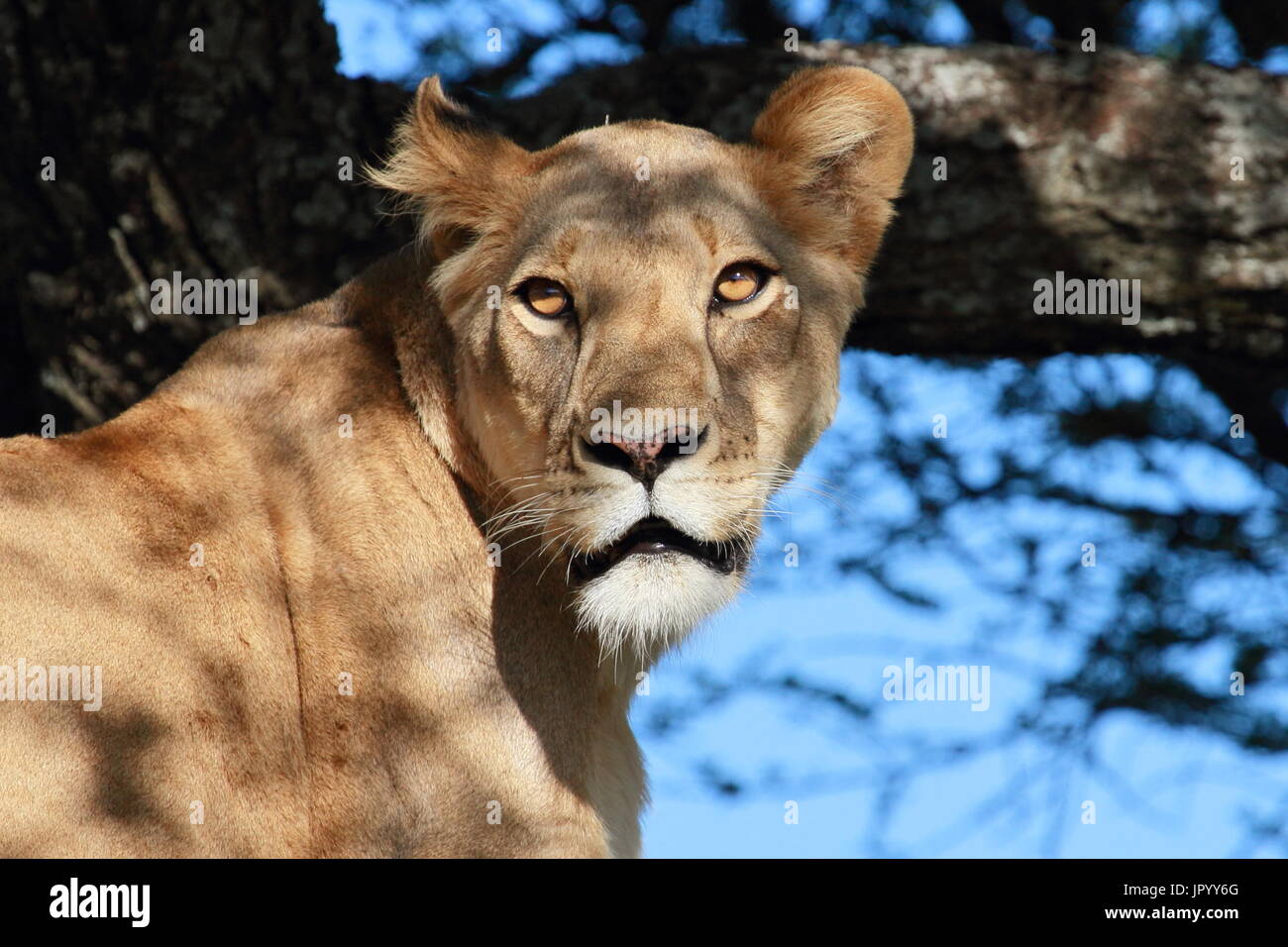 Löwin ruhen auf Akazie am Ndutu-Bereich Stockfoto