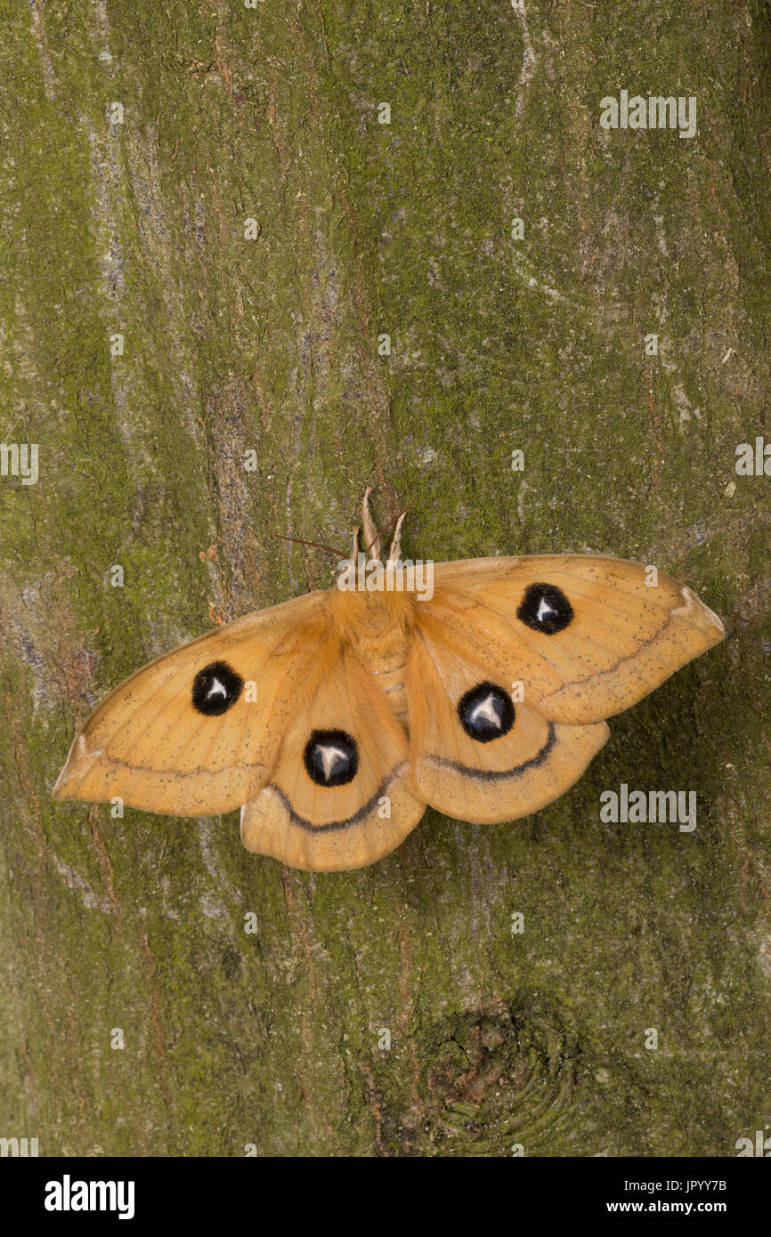 Nagelfleck, Weibchen, Aglia Tau, Tau Kaiser, Weiblich, La Hachette, Pfauenspinner Saturniidae Stockfoto