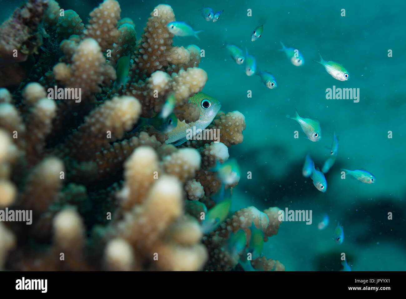 Blau Grün chromis (Chromis Viridis) aus Koralle peeping Stockfoto