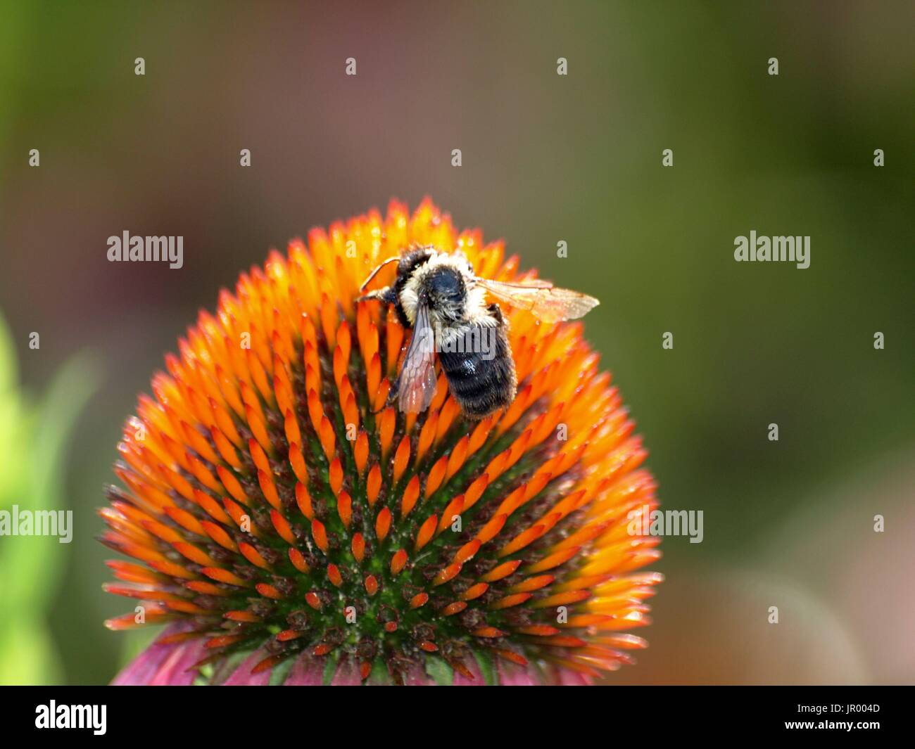 Biene aussteigen auf orange Kegel flower seed Kopf Stockfoto