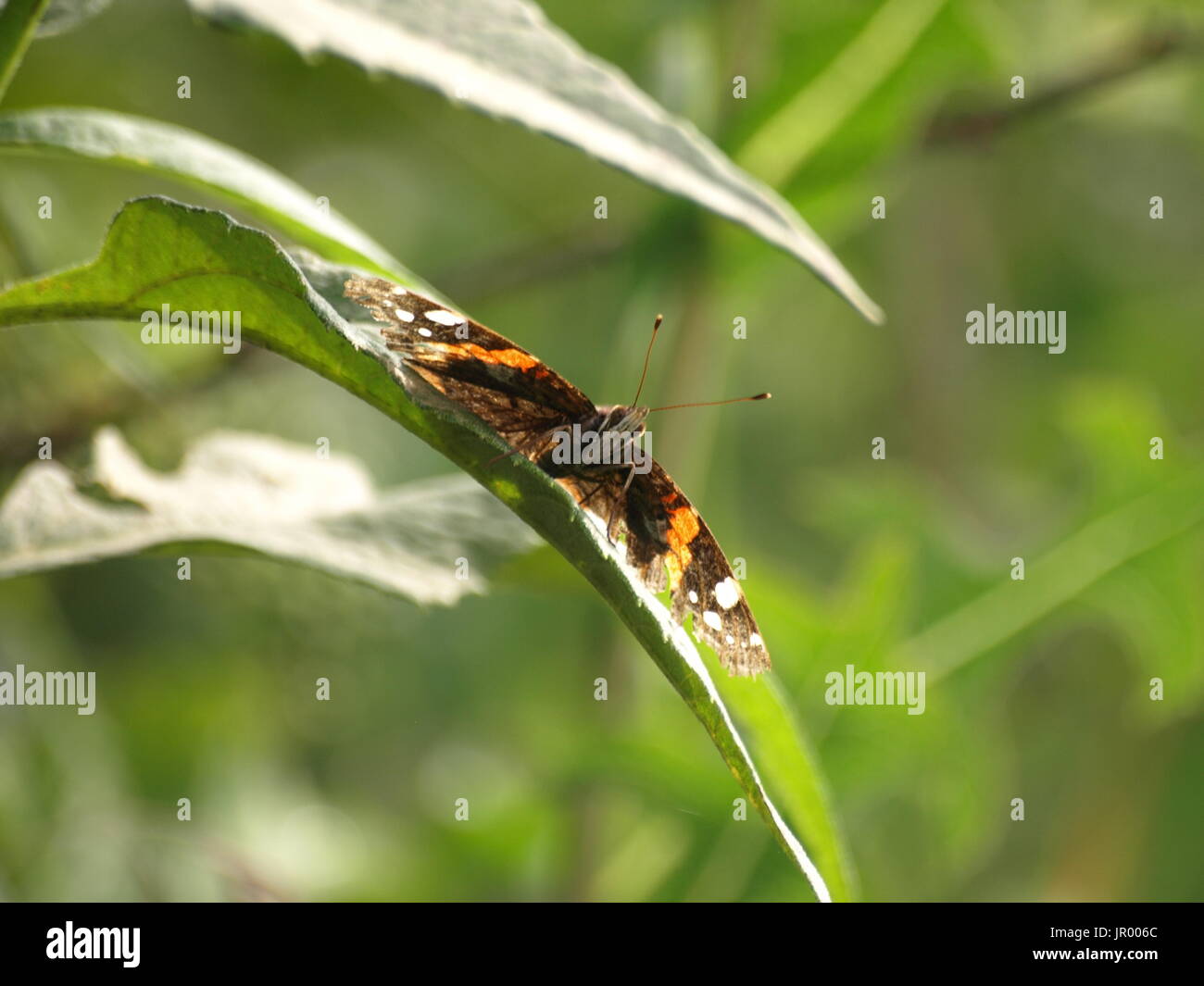 Braune und gelbe Schmetterling auf grünes Blatt Stockfoto