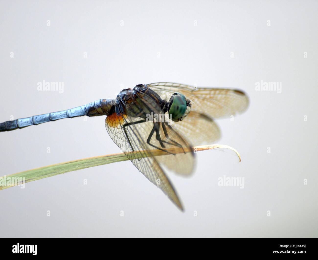 Single Dragonfly Ruhestätte auf Blatt Tipp Stockfoto