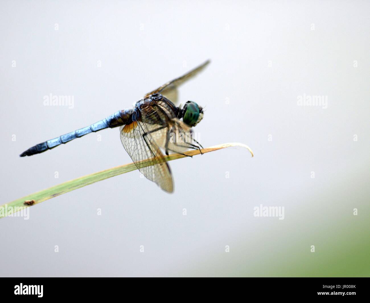 Single Dragonfly Ruhestätte auf Blatt Tipp Stockfoto