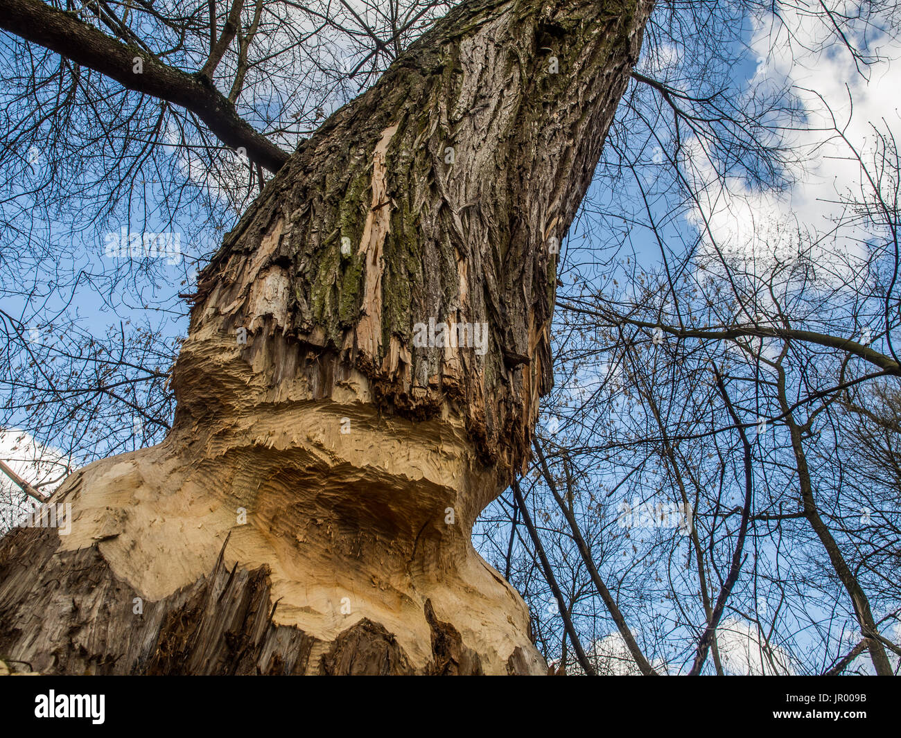 Der Stamm von einem mächtigen Baum, an den Ufern des Flusses Swider, Biber gebissen Stockfoto