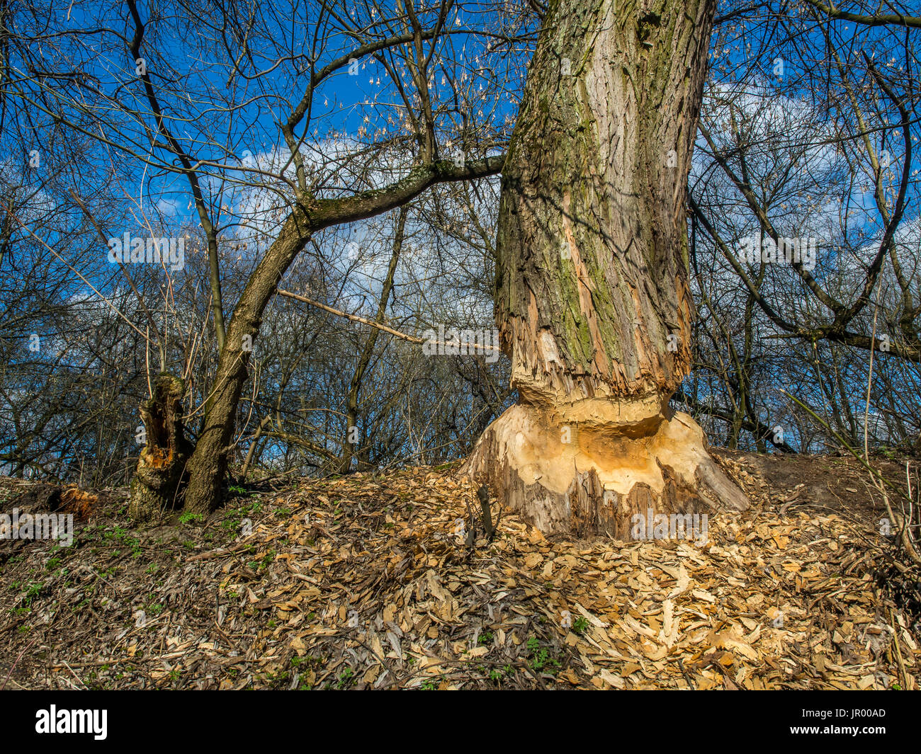 Der Stamm von einem mächtigen Baum, an den Ufern des Flusses Swider, Biber gebissen Stockfoto