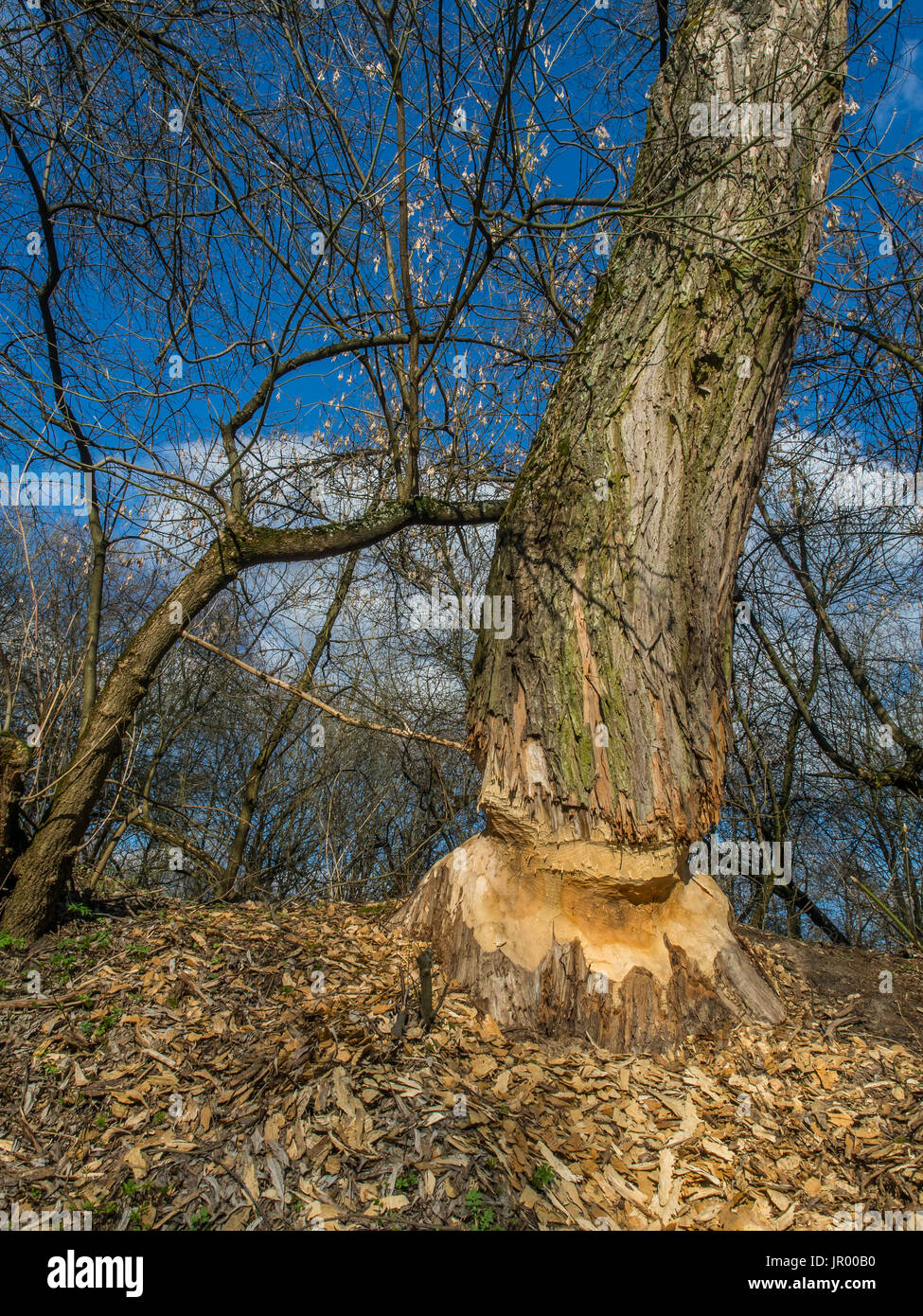 Der Stamm von einem mächtigen Baum, an den Ufern des Flusses Swider, Biber gebissen Stockfoto