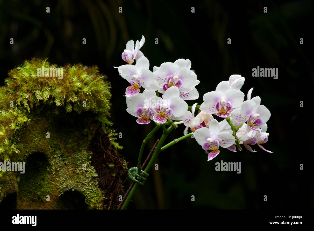 HI00332-00... Hawaii - Orchidee in Hawaii Tropical Botanical Garden in der Nähe von Hilo auf der Insel Hawai ' i. Stockfoto