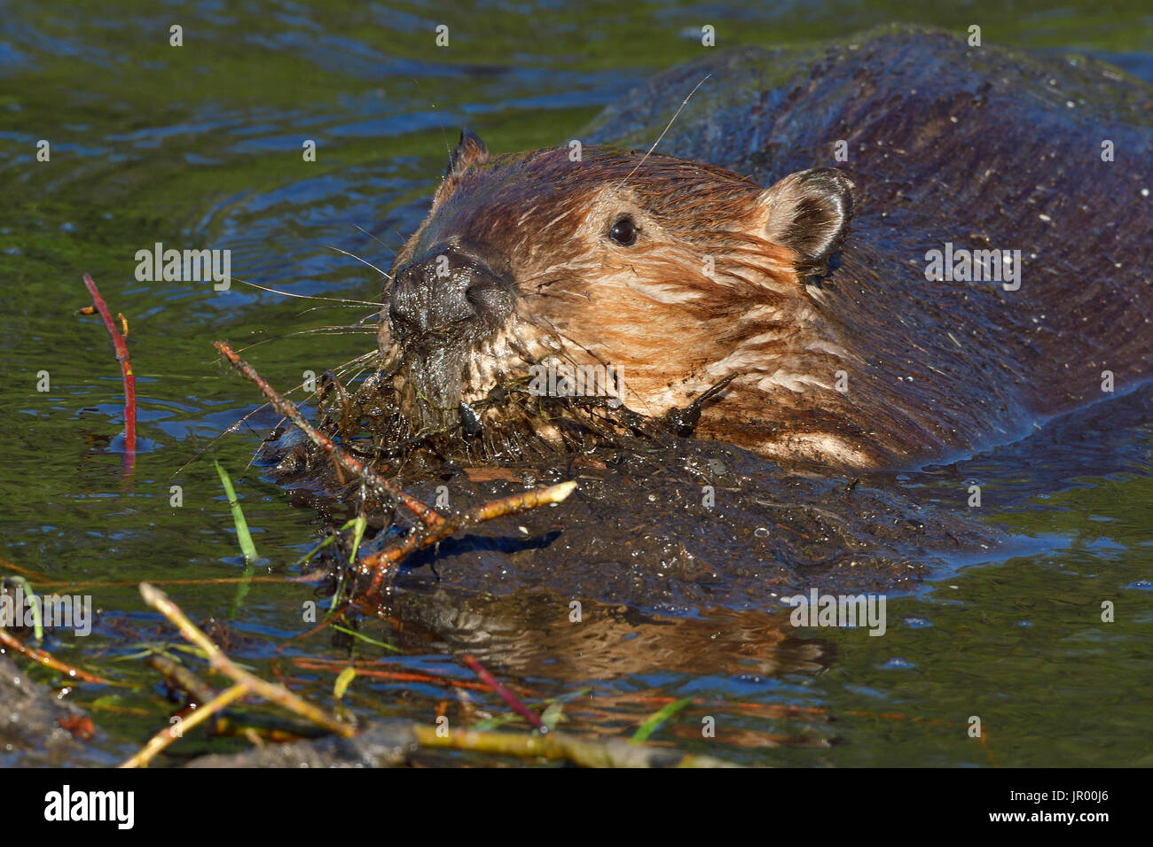 Ein wilder Biber "Castor Canadenis" eine Druckbelastung von nassen Schlamm auf seine Mauerkrone, einige kleine Lecks an der Biber Promenade in Hinton Albert Stecker Stockfoto