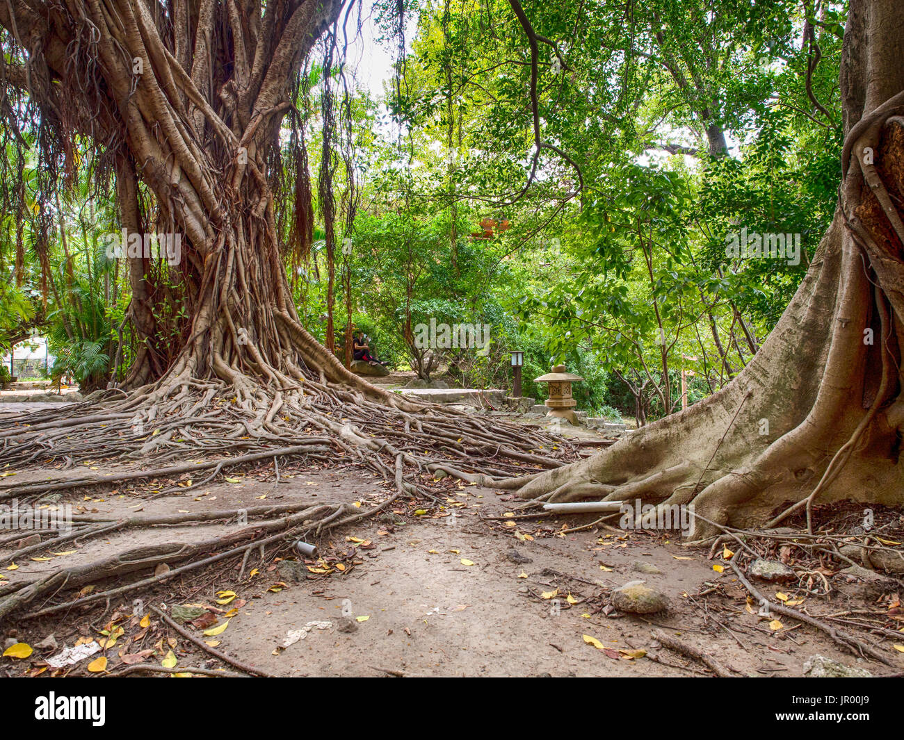 Riesige Bäume mit Wurzeln kriechen auf dem Boden in einem Stadtpark in Taiwan Stockfoto