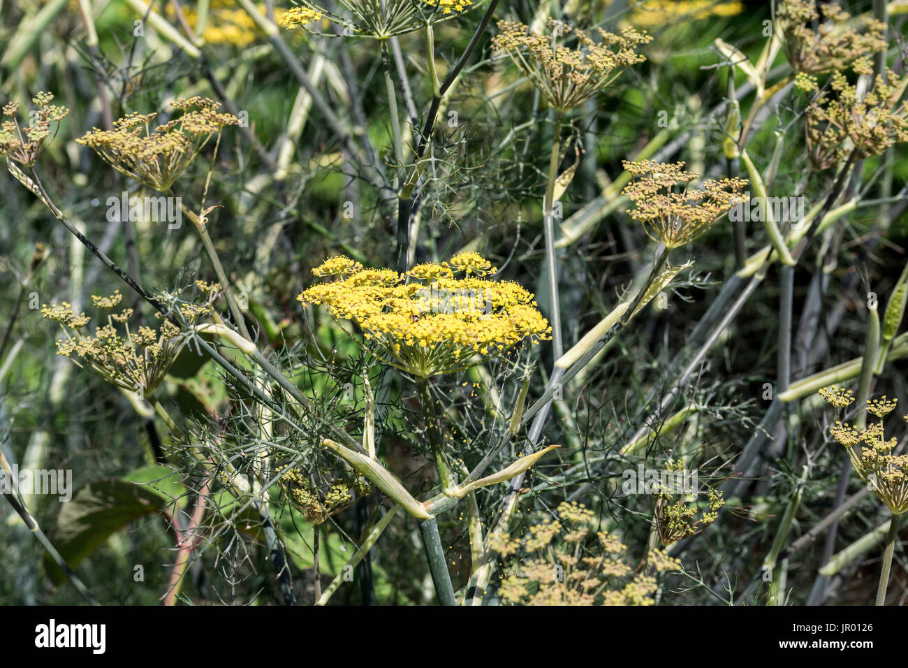 Bronze fenchel Fotos und Bildmaterial in hoher Auflösung Alamy