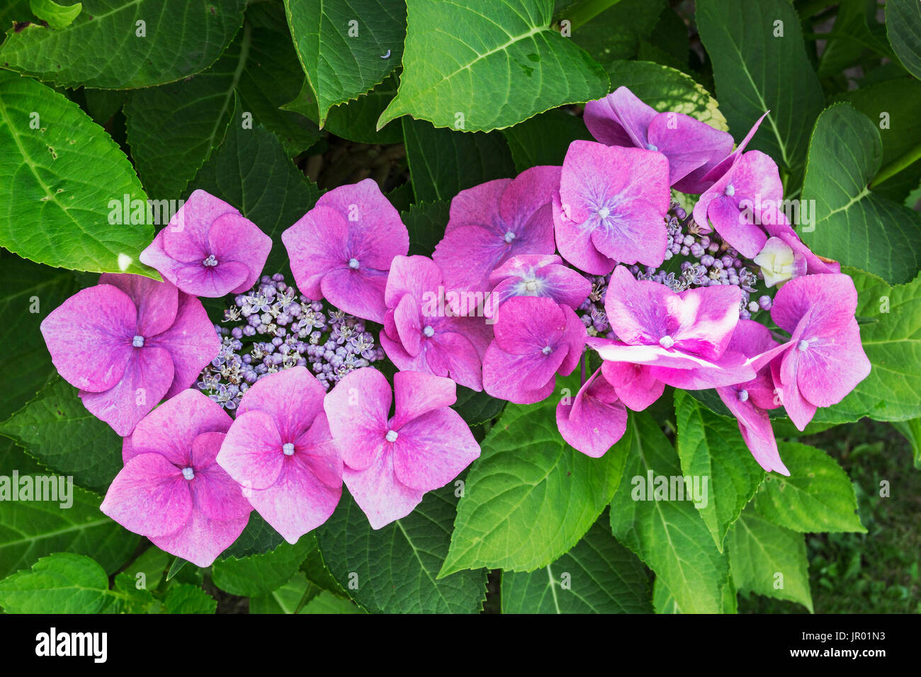 Blühende Hortensie Stockfoto