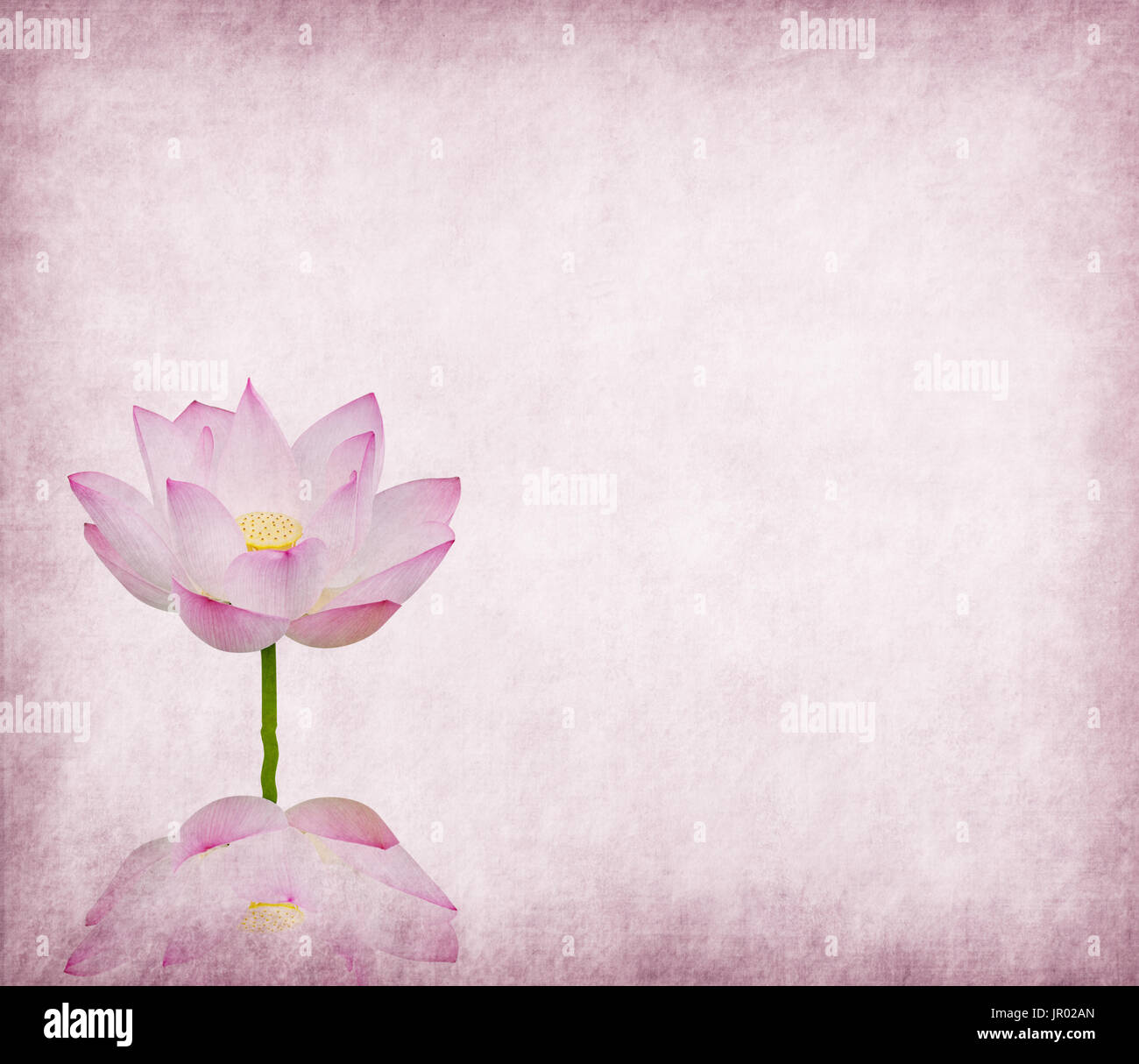 Lotus auf dem alten Grunge Papierhintergrund Stockfoto