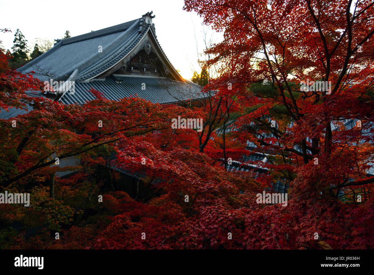 Rote Herbst Ahorn Bäume vor einem antiken Tempel im Herbst in Kyoto, Japan Stockfoto