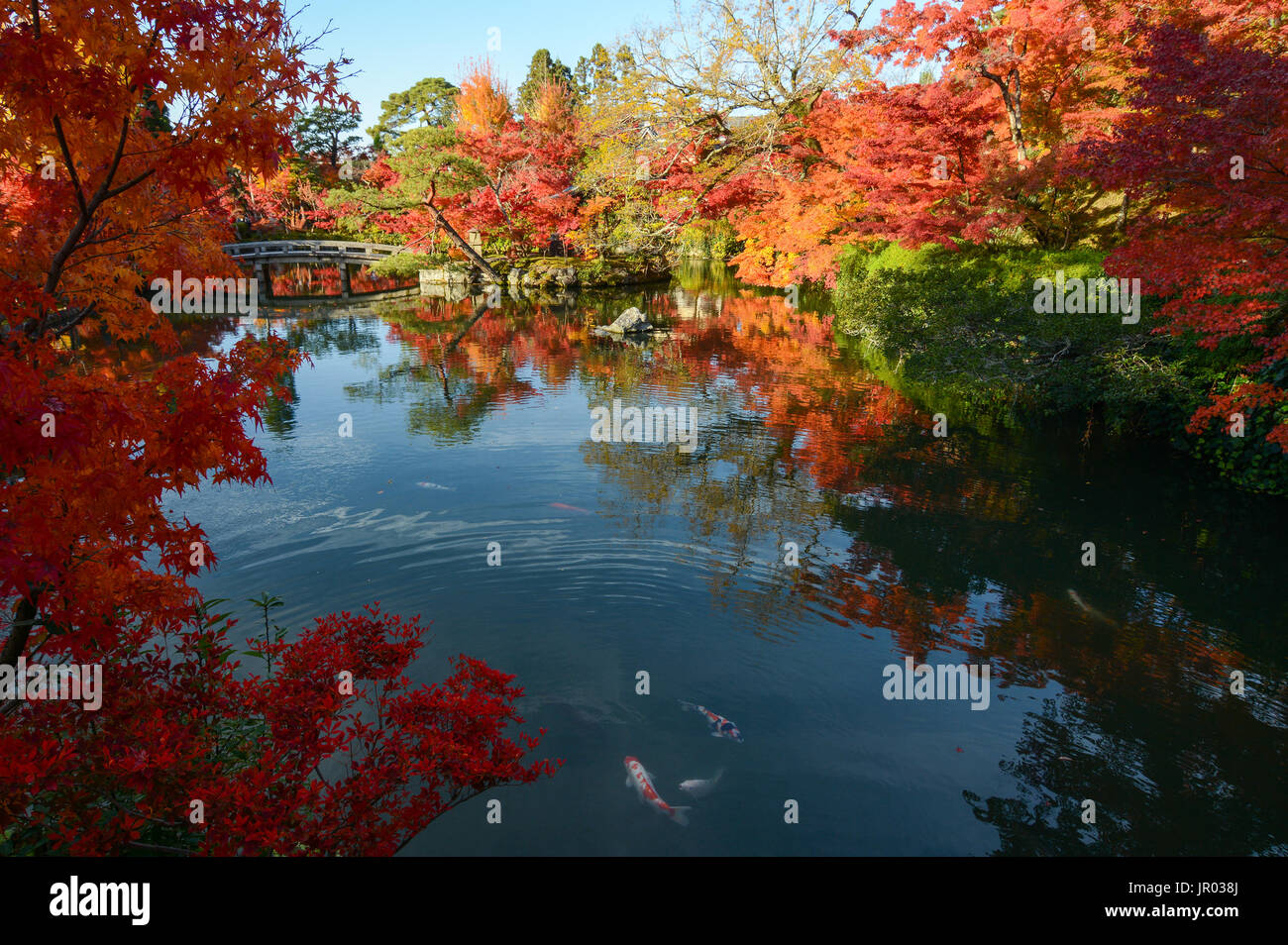 Schönen Japanischen Garten mit Teich Herbst Ahorn Reflexionen und bunte Fische Stockfoto