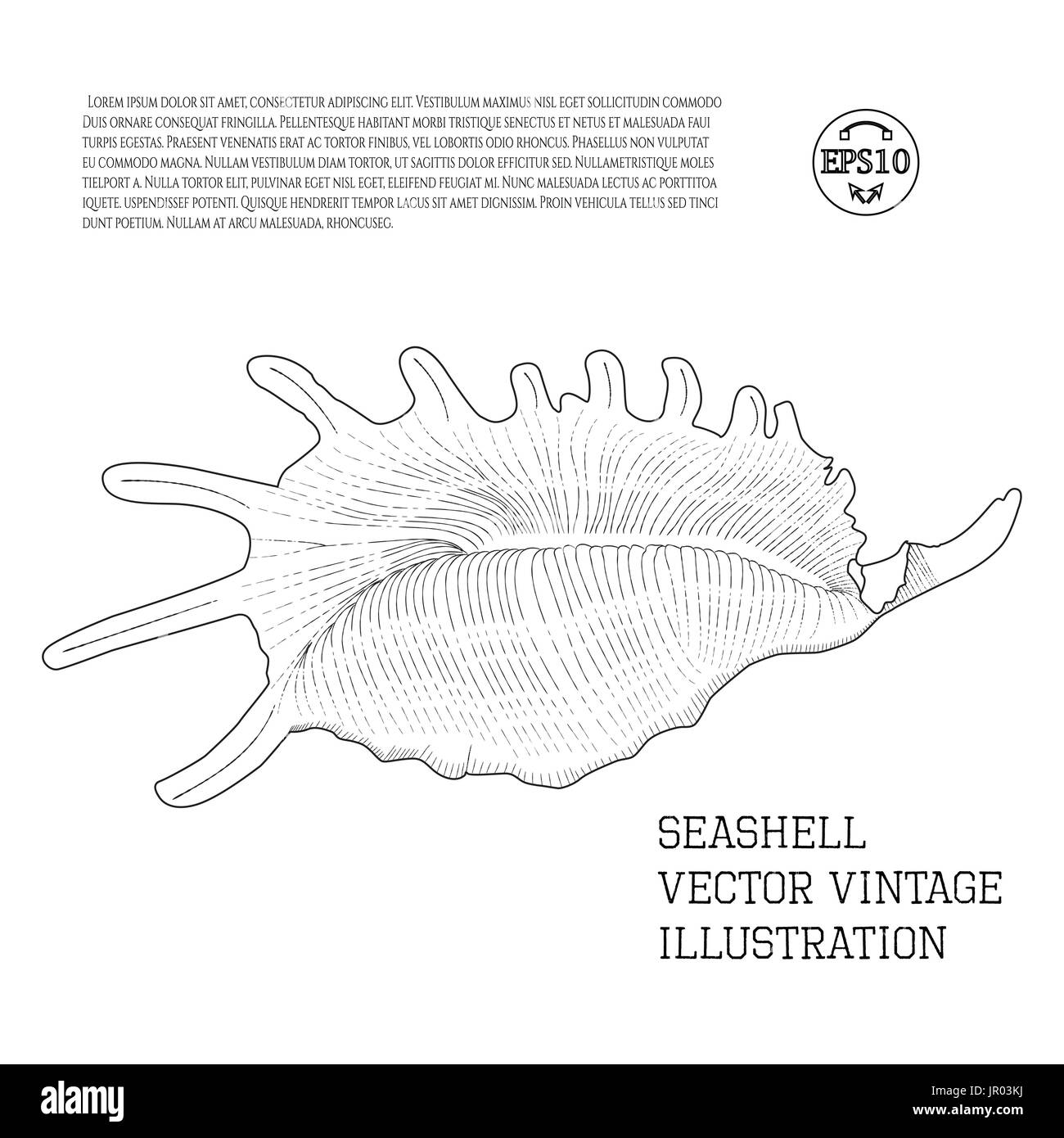 Muschel. Vektor-Vintage Illustration als Handskizze Grafik mit Schraffuren auf einem weißen stilisiert. Umriss. Stock Vektor