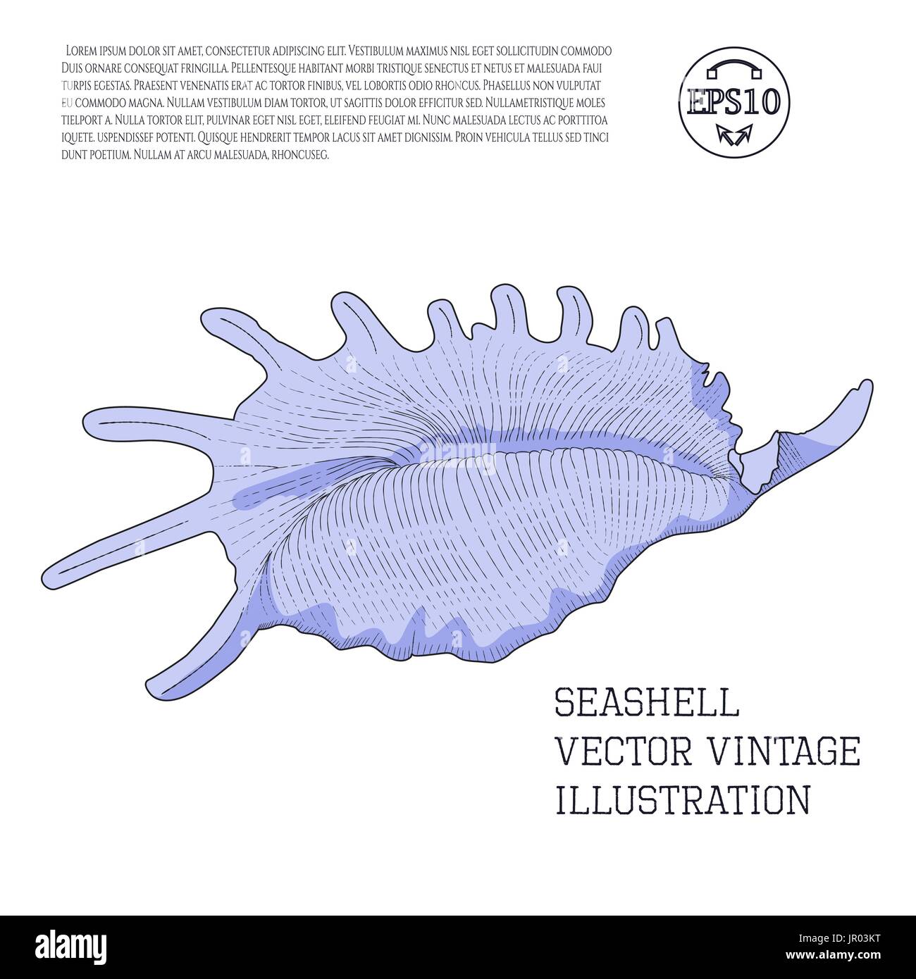 Muschel. Farbe Vintage Vektorgrafik mit Licht und Schatten als Handskizze Grafik mit Schraffuren auf einem weißen stilisiert Stock Vektor