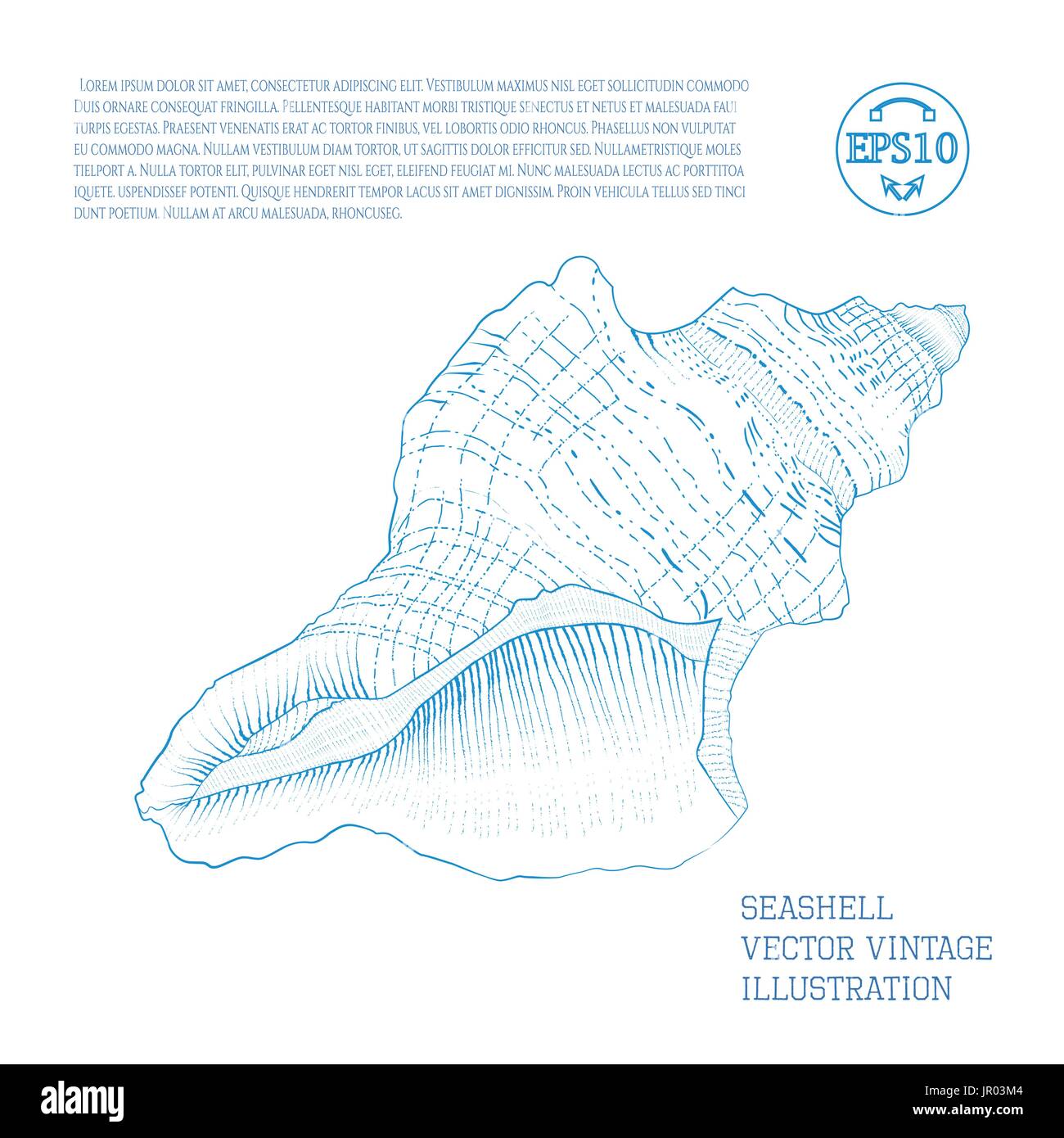 Muschel. Vektor-Vintage Illustration als Handskizze Grafik mit Schraffuren auf einem weißen stilisiert. Umriss. Stock Vektor