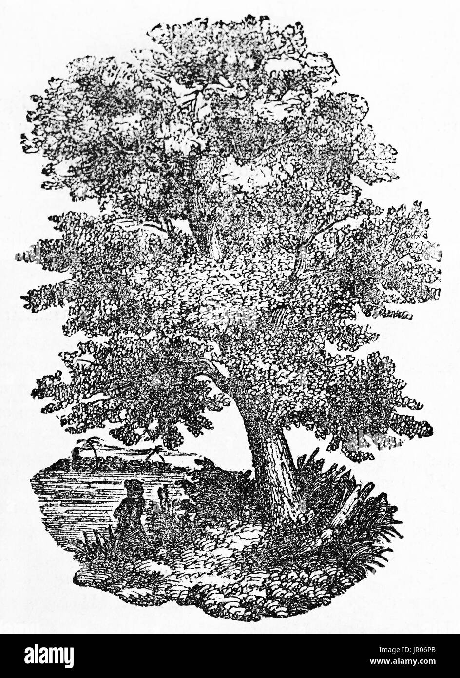 Alte Darstellung der Kampfer-Baum (Cinnamomum Camphora). Von unbekannter Autor veröffentlicht am Magasin Pittoresque, Paris, 1833. Stockfoto