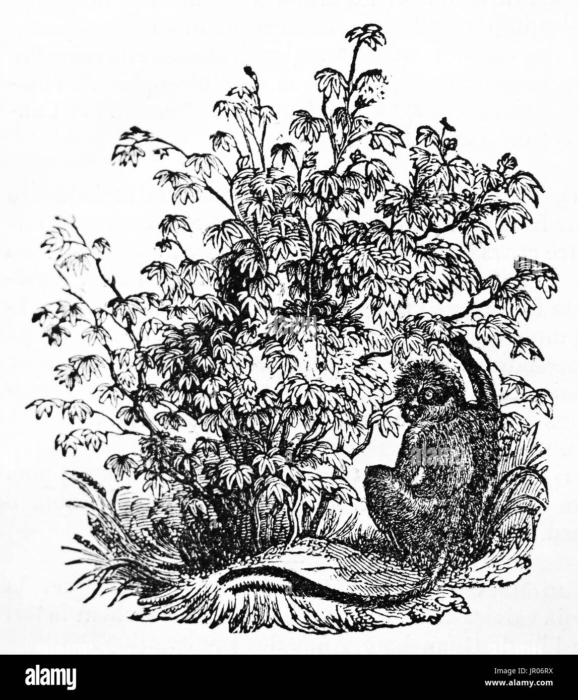 Alte Darstellung des Busches Baumwolle (Gossypium Religiosum). Von unbekannter Autor veröffentlicht am Magasin Pittoresque, 1833. Stockfoto