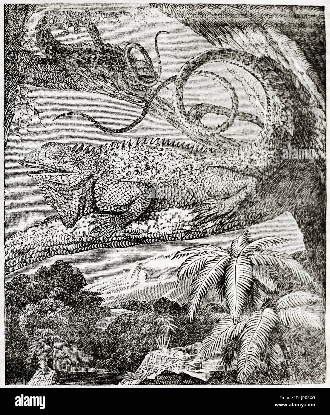 Alte Darstellung der Leguan (Iguana Iguana). Von unbekannter Autor veröffentlicht am Magasin Pittoresque, Paris, 1833. Stockfoto