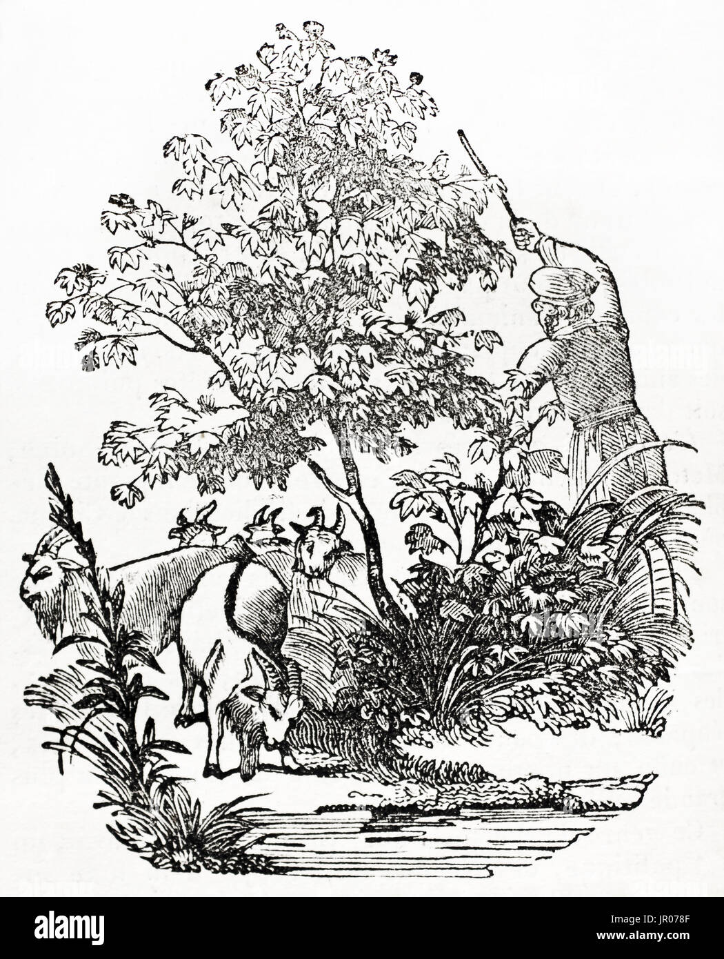 Alte Darstellung der Baum Baumwolle (Gossypium Arboreum). Von unbekannter Autor nach Selbstporträt auf Magasin Pittoresque, 1833 veröffentlicht. Stockfoto