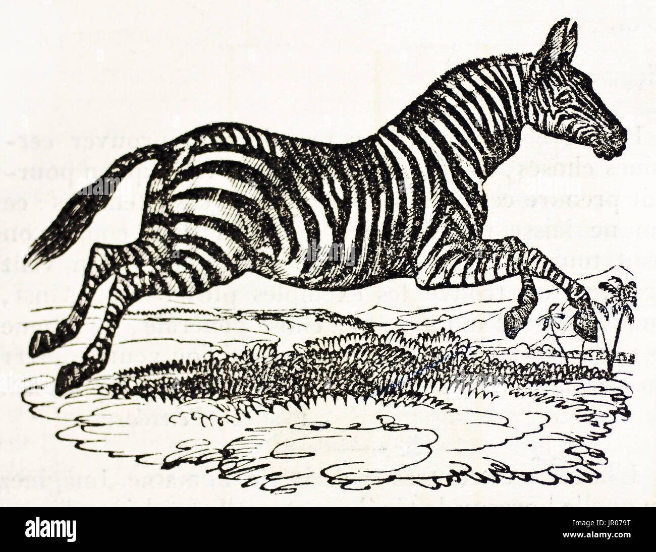 Alte Darstellung ein Zebra (Equus Quagga). Von unbekannter Autor veröffentlicht am Magasin Pittoresque, Paris, 1833. Stockfoto