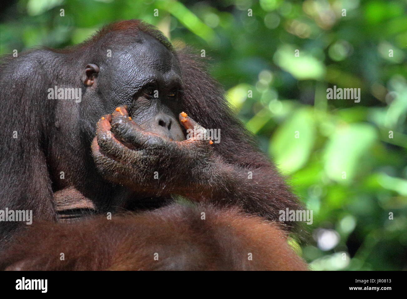 Erwachsener Orang-utan Obst essen in Sepilok Rehabilitation Centre Stockfoto