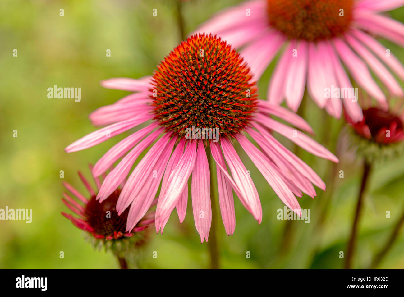 Nahaufnahme von Echinacea Purpurea 'Rubinstern', Zentrum des Kopfes zeigt viele Einzelblüten. Stockfoto