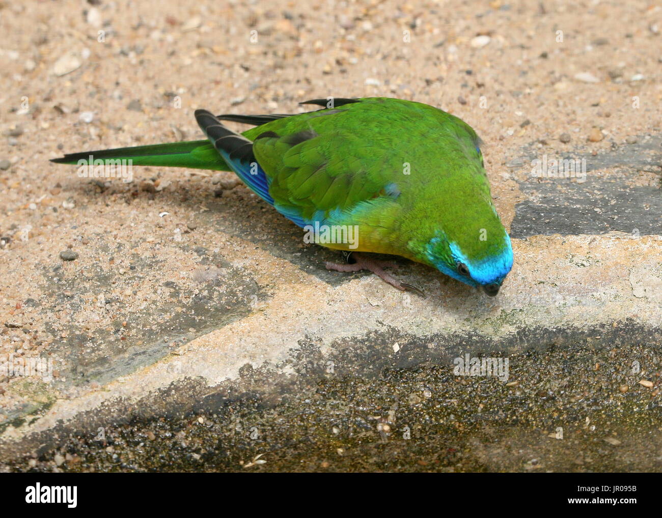 Australische Schönsittich (Neophema Pulchella), alias schöne Kastanien-geschultert Grass-Sittich. Stockfoto