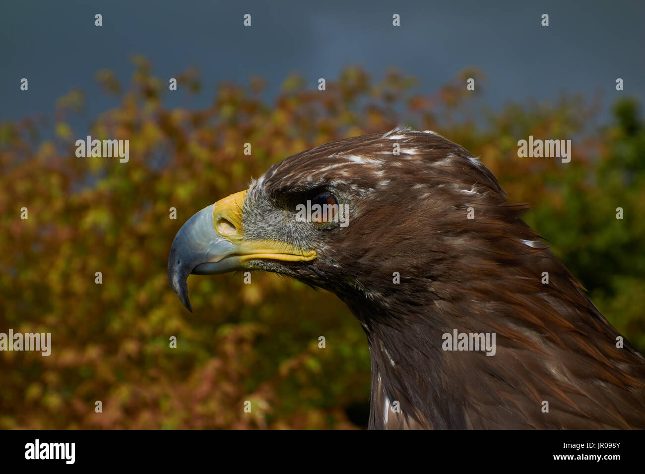 Steinadler. In Gefangenschaft. UK Stockfoto