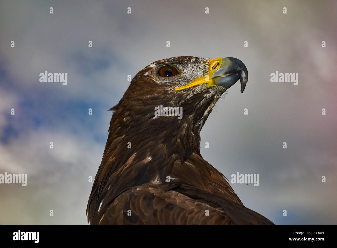 Steinadler. In Gefangenschaft. UK Stockfoto