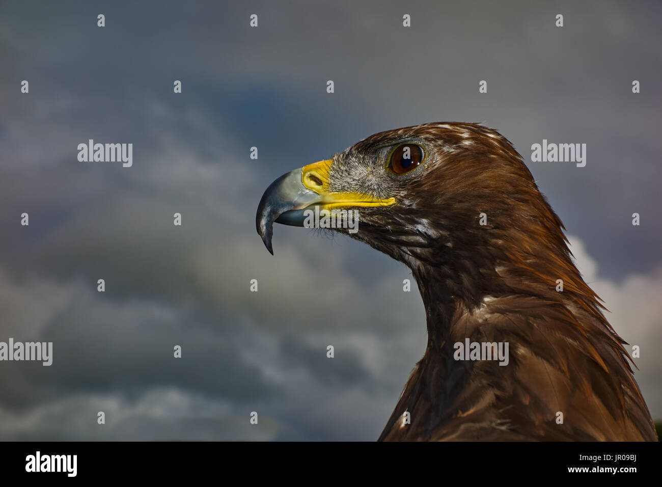 Steinadler. In Gefangenschaft. UK Stockfoto