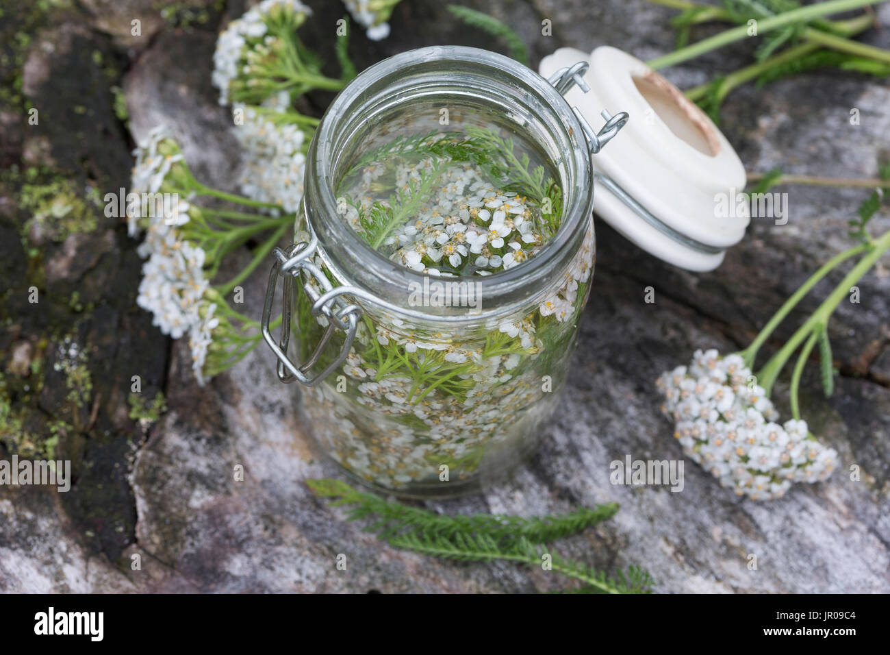 Schafgarbe-Tinktur, Schafgarbeblüten-Tinktur, Schafgarben-Tinktur, Blüten von Schafgarbe Werden in Alkohol Ausgezogen, Alkoholischer Gerit, Tinktur. Stockfoto