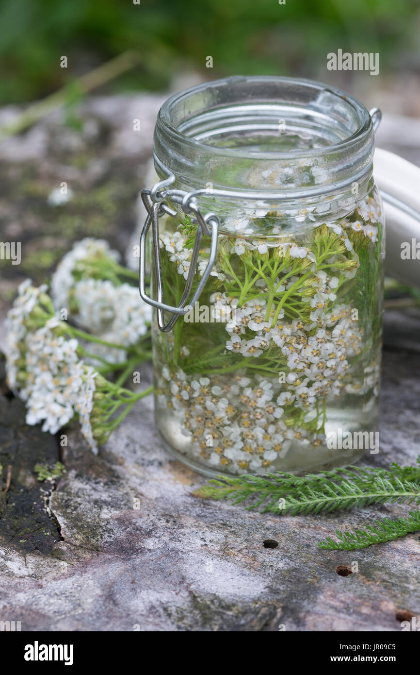 Schafgarbe-Tinktur, Schafgarbeblüten-Tinktur, Schafgarben-Tinktur, Blüten von Schafgarbe Werden in Alkohol Ausgezogen, Alkoholischer Gerit, Tinktur. Stockfoto