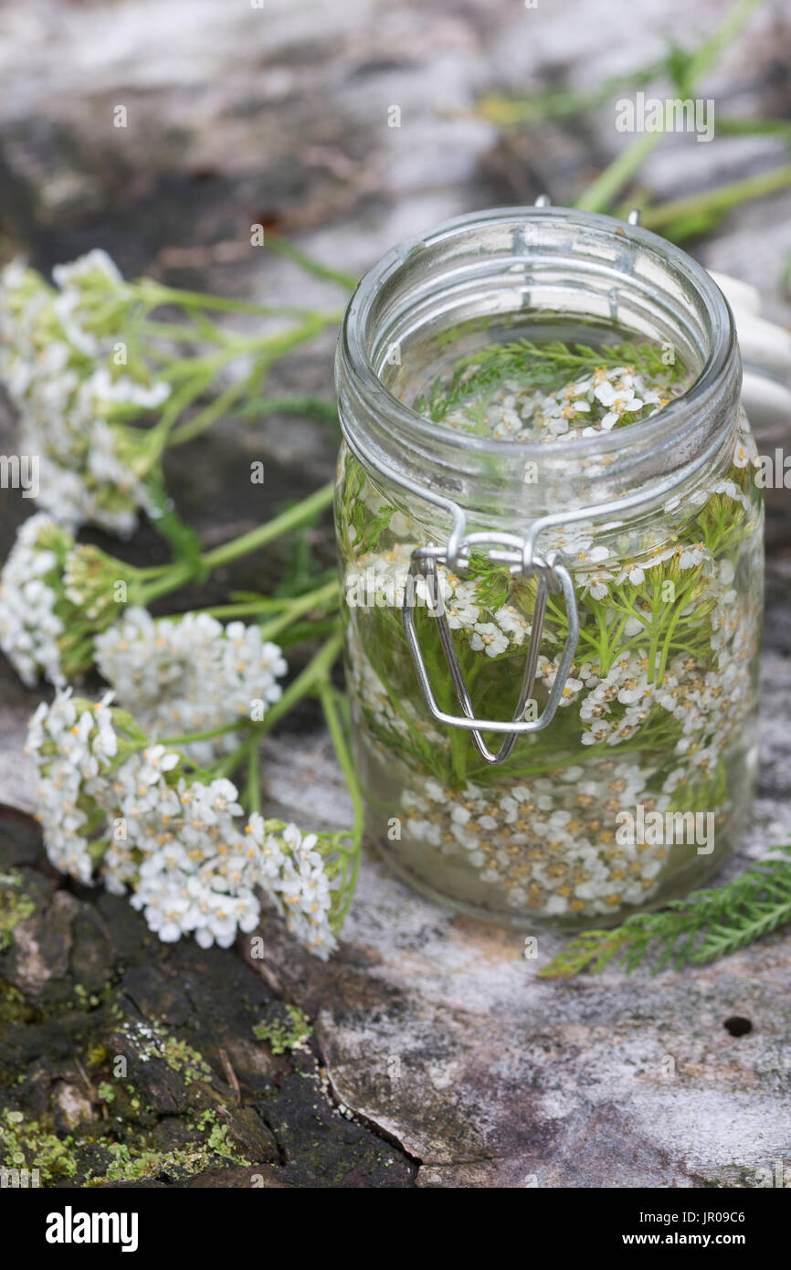 Schafgarbe-Tinktur, Schafgarbeblüten-Tinktur, Schafgarben-Tinktur, Blüten von Schafgarbe Werden in Alkohol Ausgezogen, Alkoholischer Gerit, Tinktur. Stockfoto