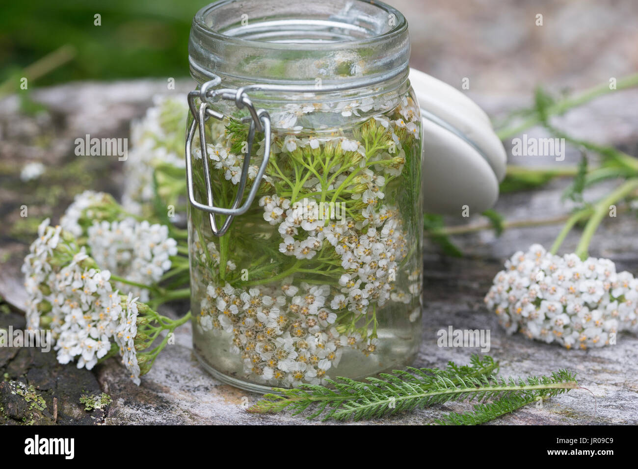 Schafgarbe-Tinktur, Schafgarbeblüten-Tinktur, Schafgarben-Tinktur, Blüten von Schafgarbe Werden in Alkohol Ausgezogen, Alkoholischer Gerit, Tinktur. Stockfoto