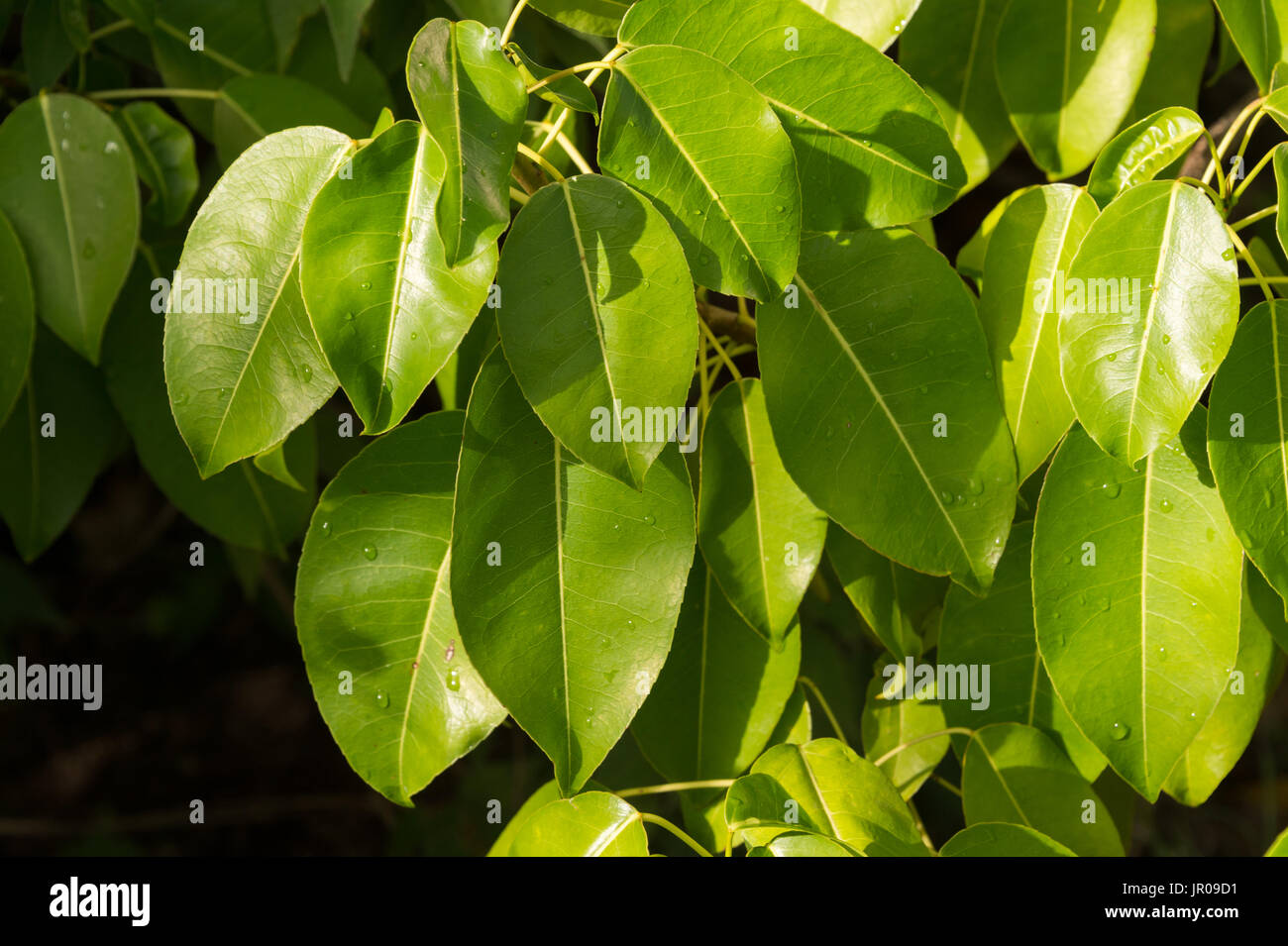 Manchinelbaum Baum (Hippomane Mancinella) gehört zu den gefährlichen und giftigen Bäumen der Welt. Martinique / West Indies Stockfoto