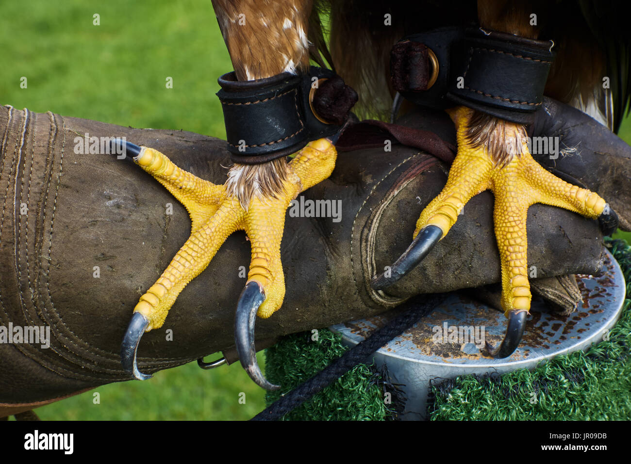 Nahaufnahme der Goldene Adler Krallen auf Falkner Handschuh. UK Stockfoto