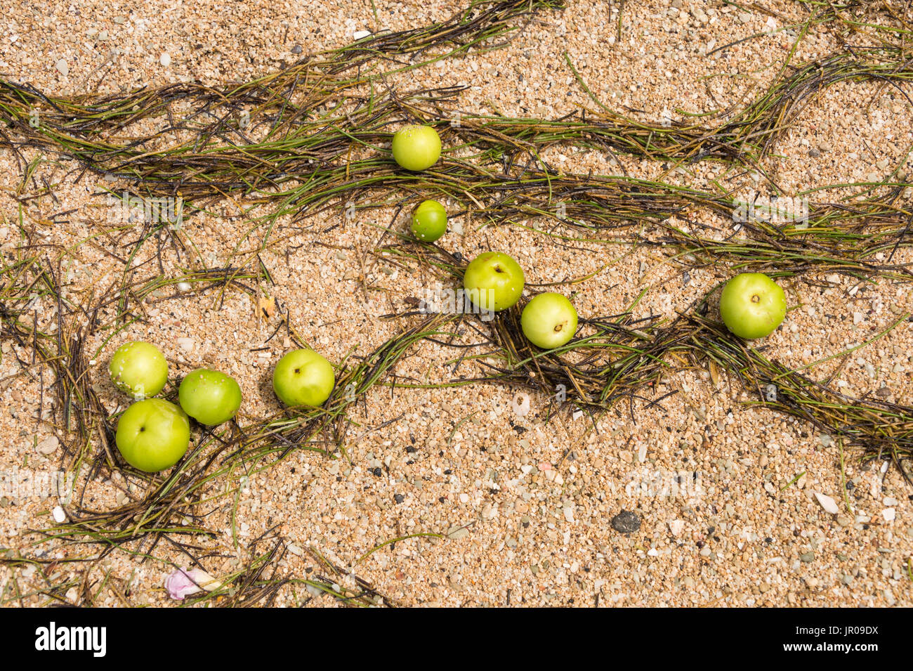 Manchinelbaum Äpfel auf Sand. Manchinelbaum Baum (Hippomane Mancinella) gehört zu den gefährlichen und giftigen Bäumen der Welt. Martinique / West Indies Stockfoto