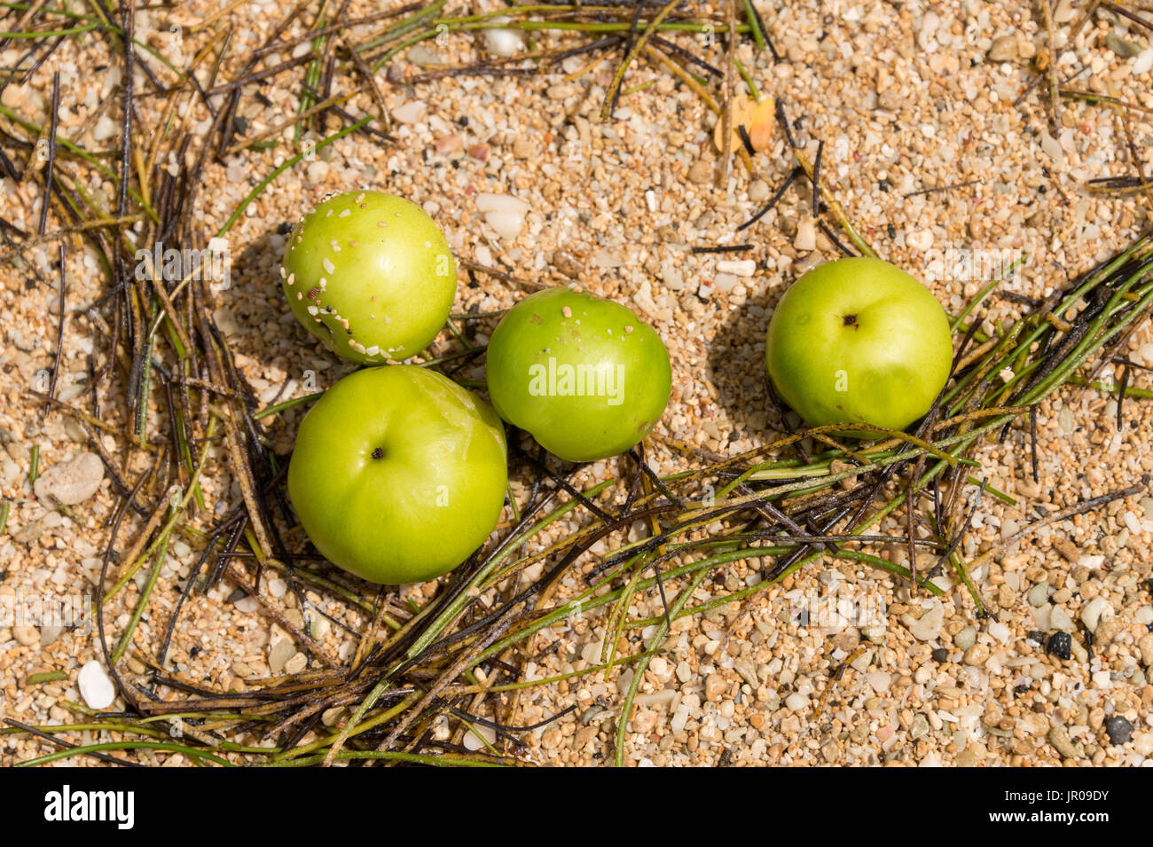 Manchinelbaum Äpfel auf Sand. Manchinelbaum Baum (Hippomane Mancinella) gehört zu den gefährlichen und giftigen Bäumen der Welt. Martinique / West Indies Stockfoto