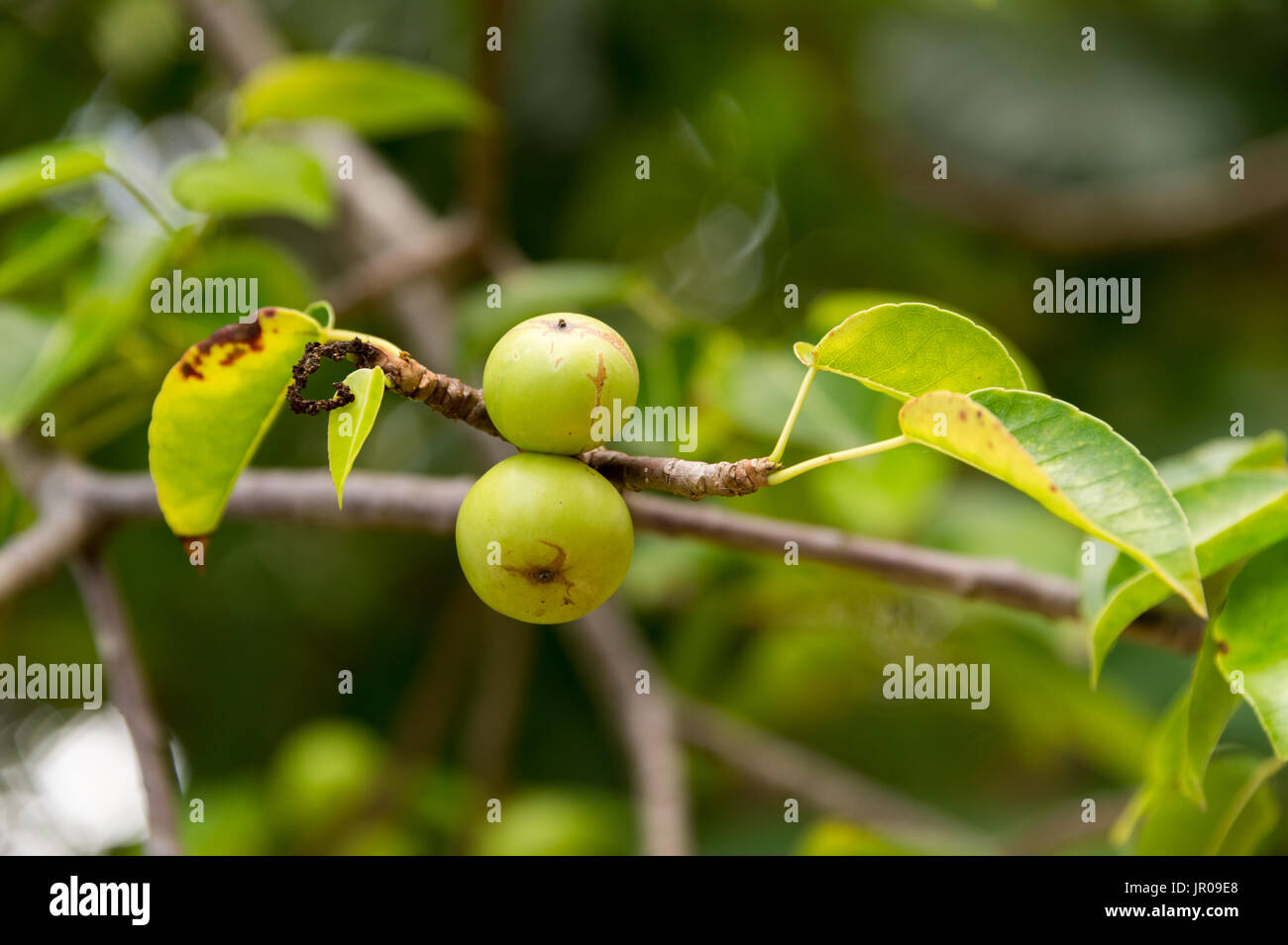 Manchinelbaum Baum (Hippomane Mancinella) gehört zu den gefährlichen und giftigen Bäumen der Welt. Martinique / West Indies Stockfoto