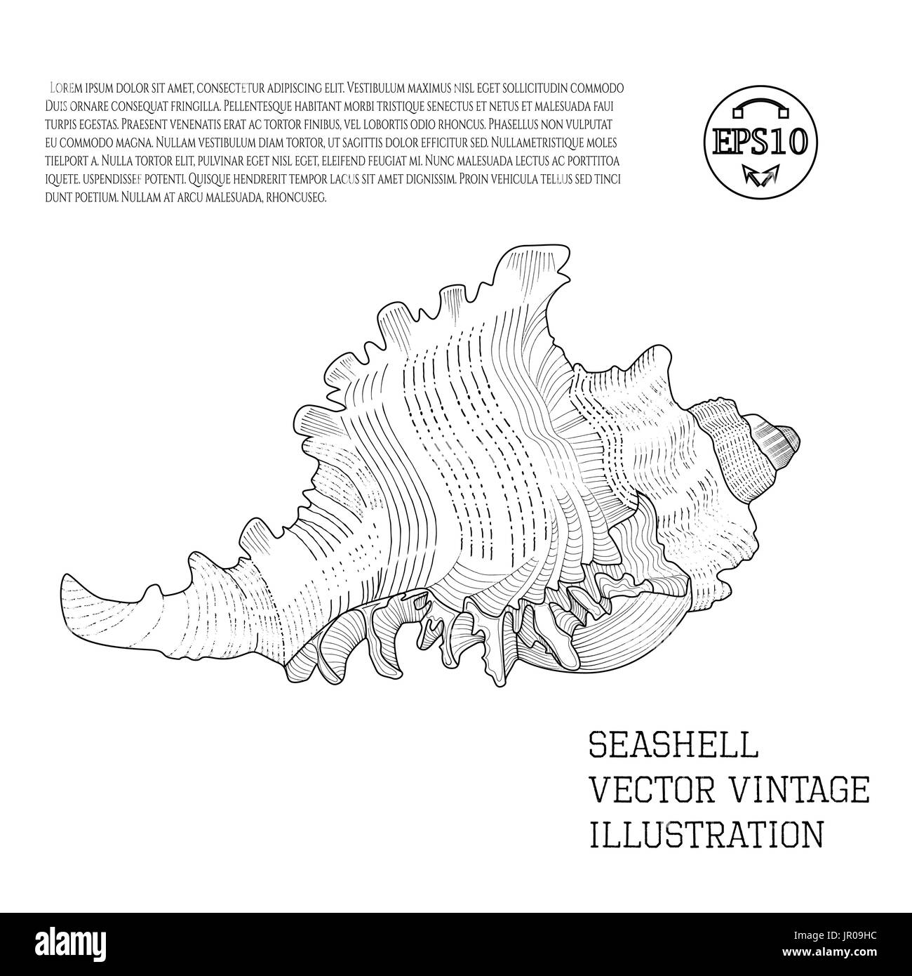 Muschel. Vektor-Vintage Illustration als Handskizze Grafik mit Schraffuren auf einem weißen stilisiert. Umriss. Stock Vektor