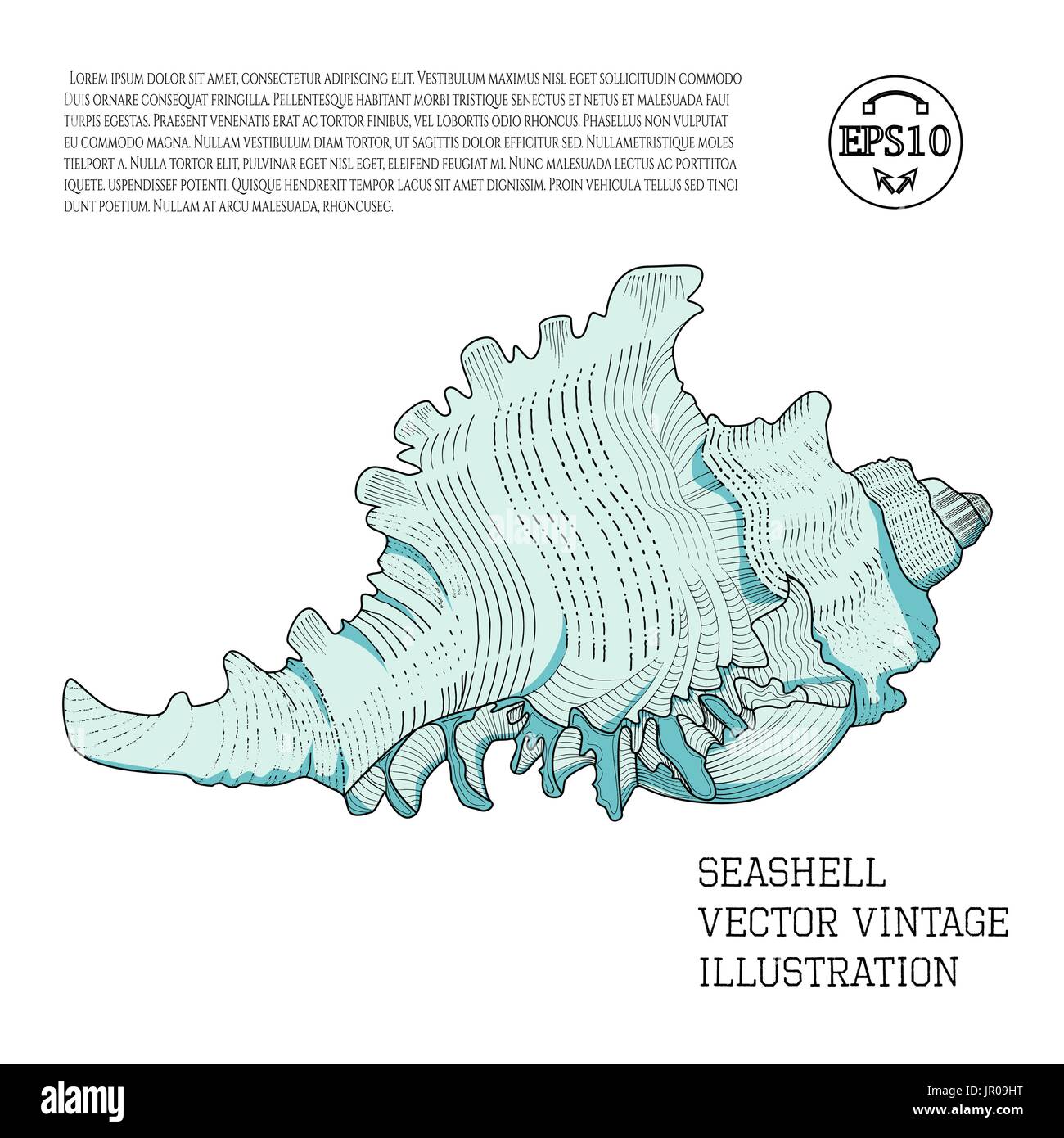 Muschel. Farbe Vintage Vektorgrafik mit Licht und Schatten als Handskizze Grafik mit Schraffuren auf einem weißen stilisiert Stock Vektor
